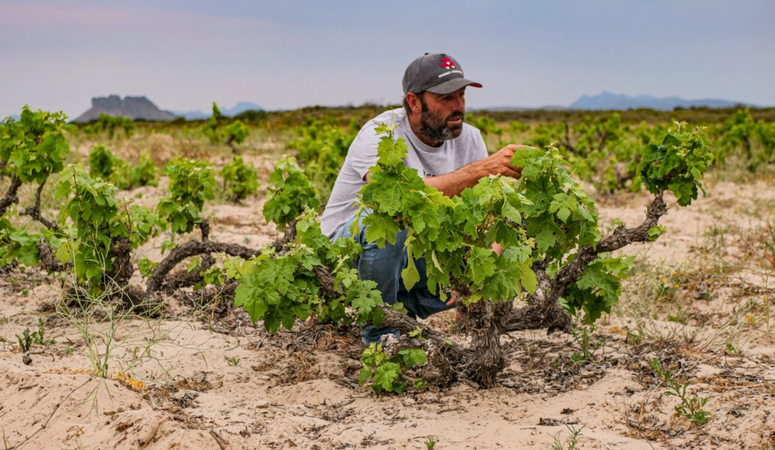 Eben Sadie Release 2026: nieuwe jaargangen uit Zuid-Afrika