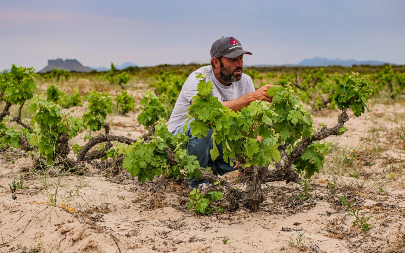 Eben Sadie Release 2026: nieuwe jaargangen uit Zuid-Afrika