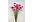 Torka blommor