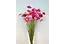 Torka blommor
