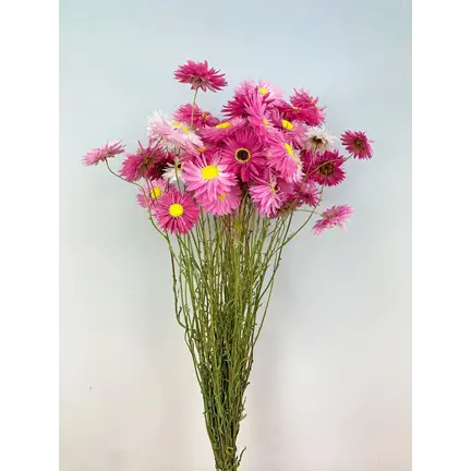 Torkade blommor