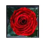 Roses à longue durée de vie