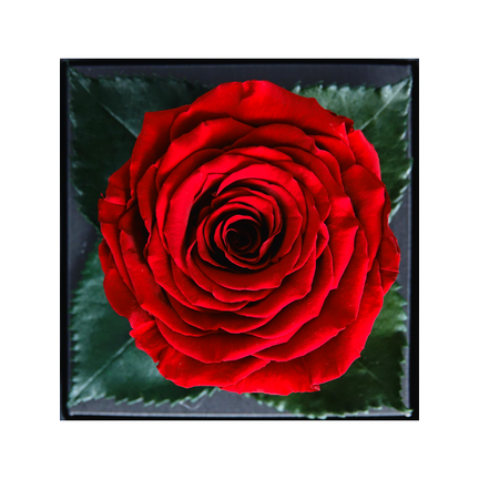 Långlivade rosor
