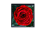 Roses à longue durée de vie