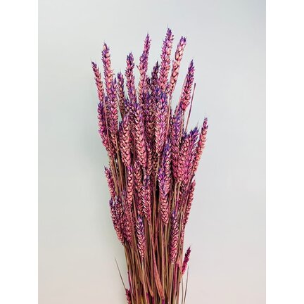 Torra blommor till salu