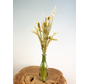 Bouteille avec des fleurs séchées (vertes)