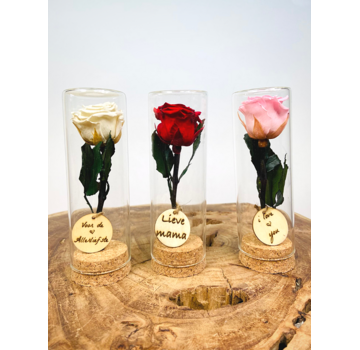 Regalo speciale | piccola rosa Longlife in provetta