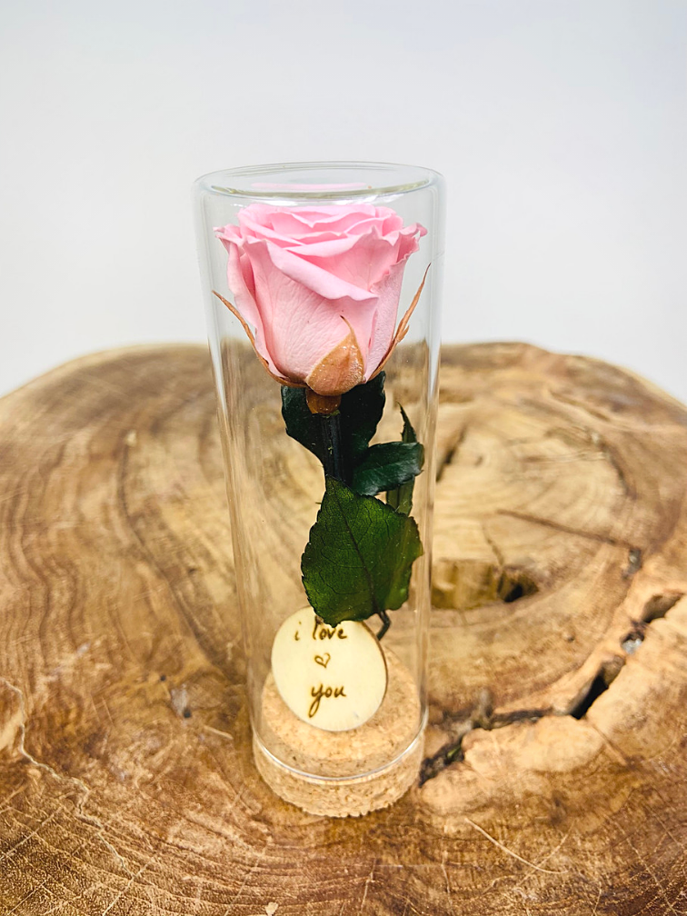 Cadeau spécial : petite rose Longlife en tube à essai