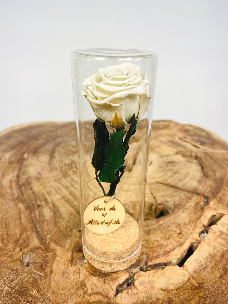 Regalo speciale | piccola rosa Longlife in provetta