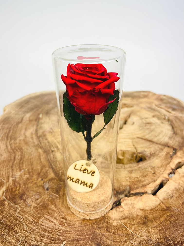 Special Gift | small Longlife rose in test tube