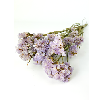 Statice Sinuata 'lilac'