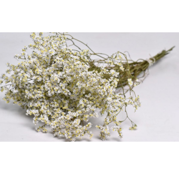 Limonium 'diamond white'