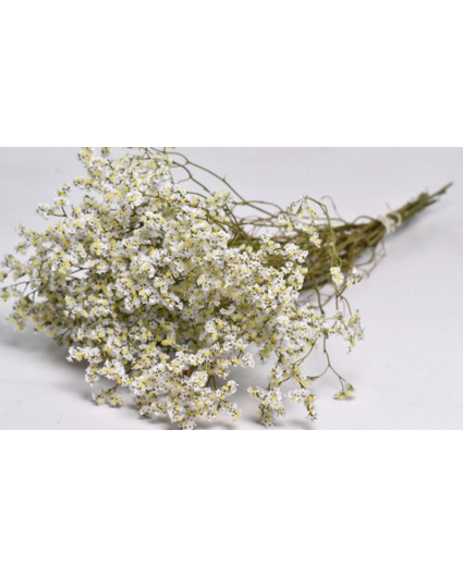 Limonium 'diamond white'