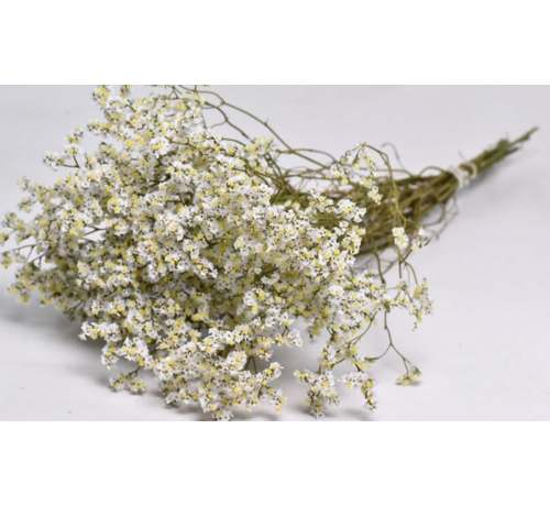 Limonium 'diamond white'