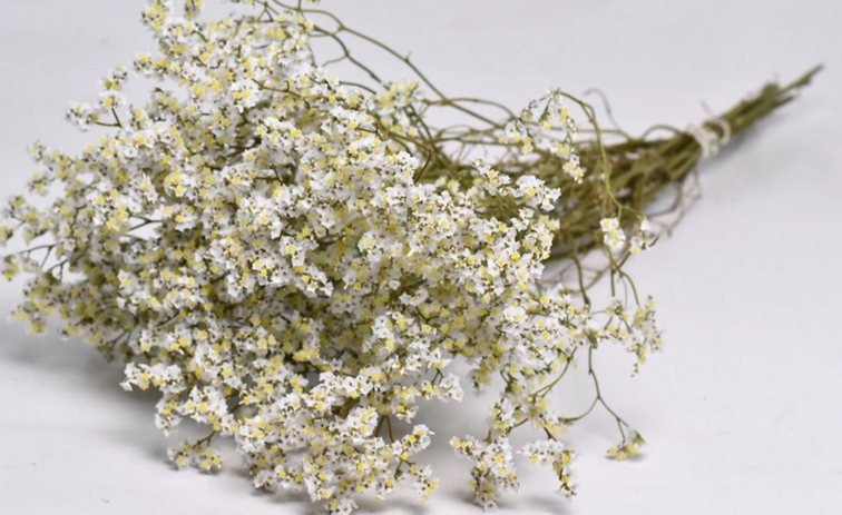 Vendu - Limonium 'diamond white' (blanc diamant)