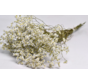 Limonium 'diamond white'