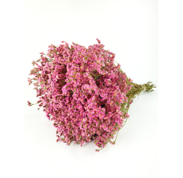 Limonium 'diamond pink