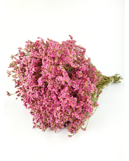 Limonium 'diamond pink