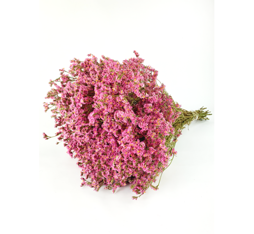 Limonium 'rosa diamante