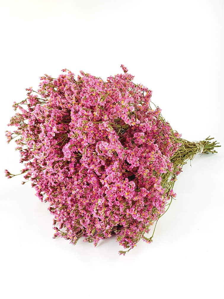 Limonium 'diamond pink