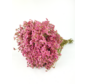 Limonium 'rosa diamante