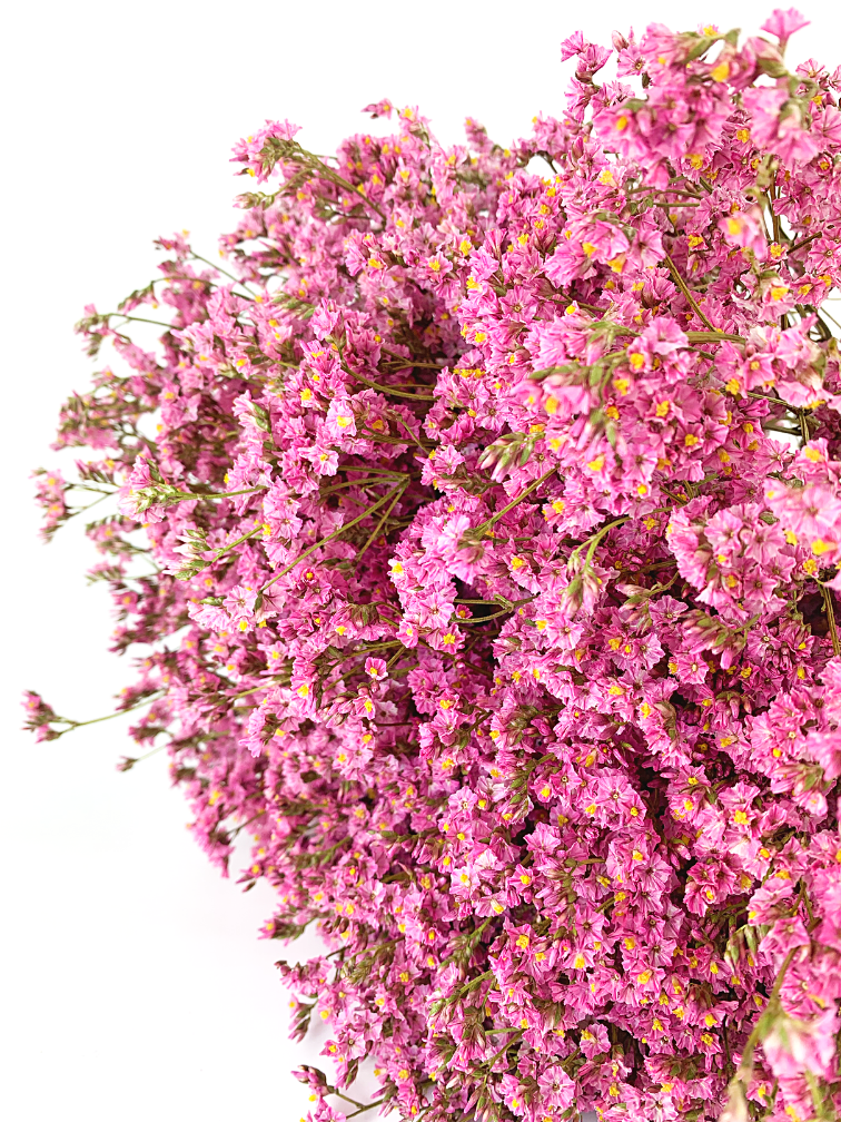 Limonium 'Diamant rosa