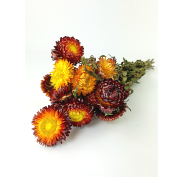 Helichrysum 'rot'