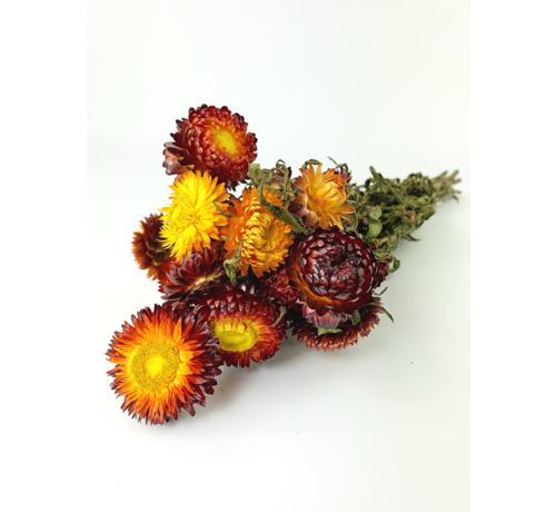 Helichrysum 'red'