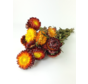 Helichrysum 'red'