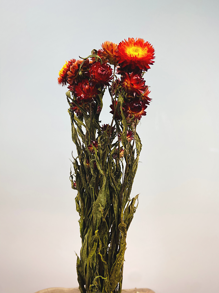 Helichrysum 'red'