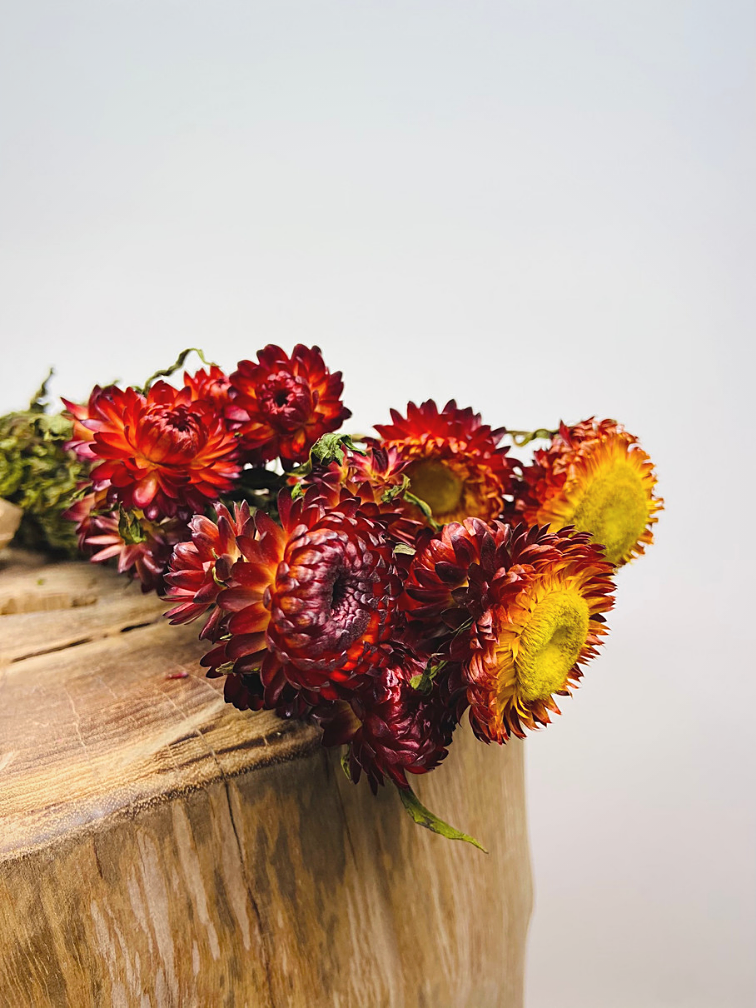 Helichrysum 'red'