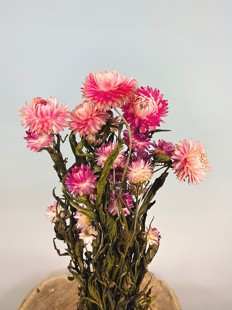 Esaurito - Elicriso 'rosa'