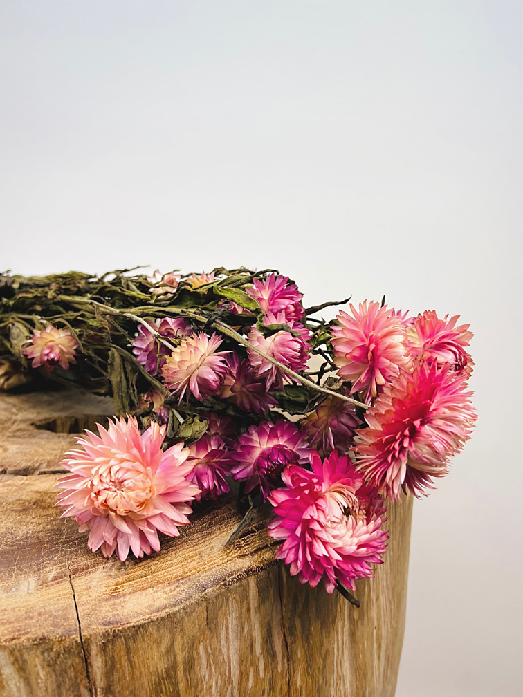 Agotado - Helichrysum 'rosa