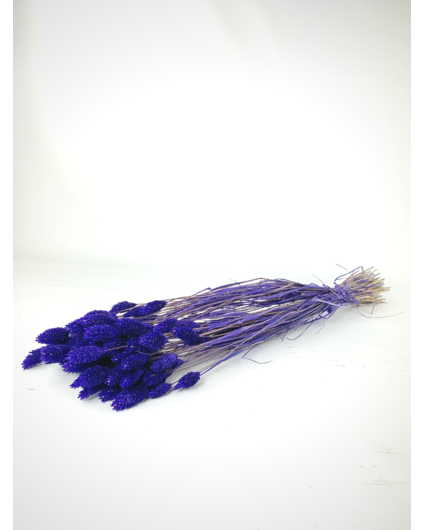 Phalaris 'purple'
