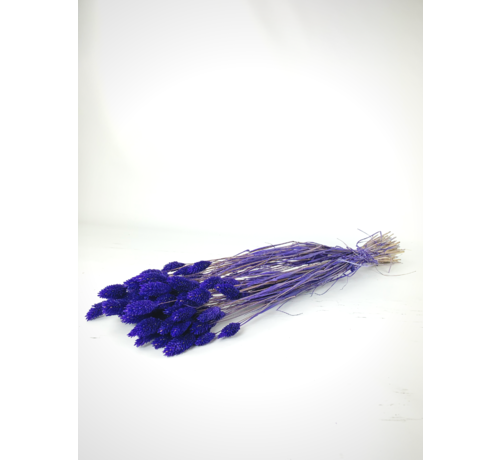 Phalaris 'purple' (violet)