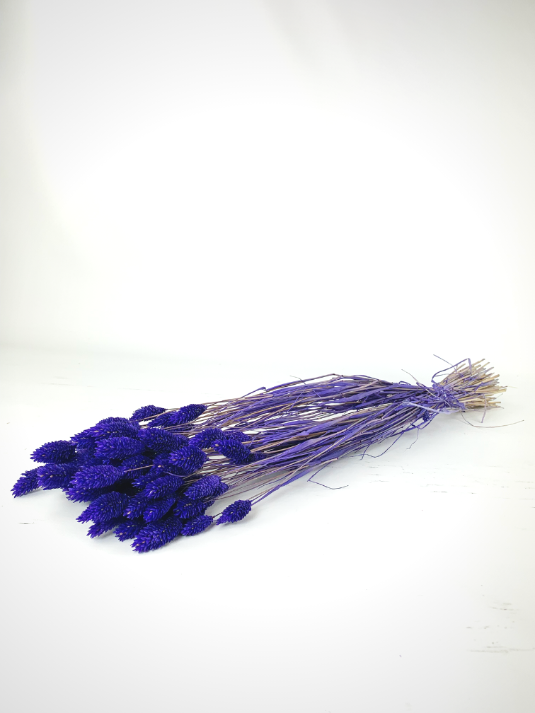Phalaris 'purple'