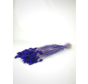 Phalaris 'purple'