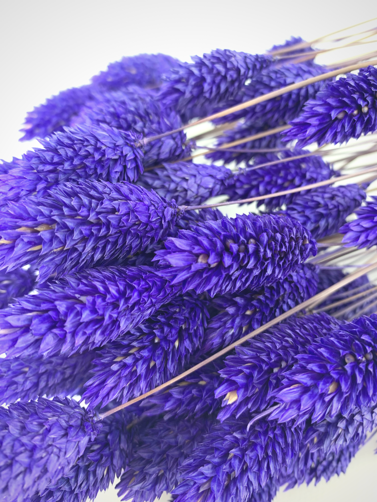 Phalaris 'purple'