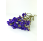 Statice Sinuata 'purple' (violet)