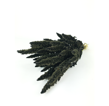 Amaranthus 'schwarz'