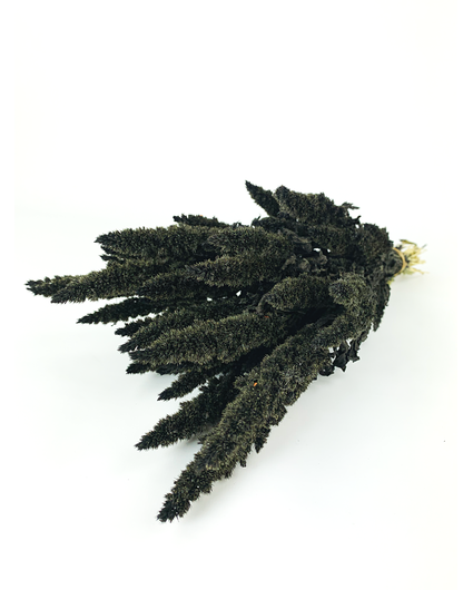 Amaranthus 'schwarz'