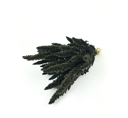 Amaranthus 'schwarz'