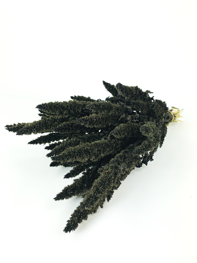 Amaranthus 'schwarz'