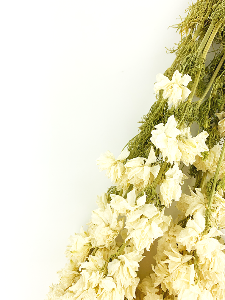 Delphinium 'white