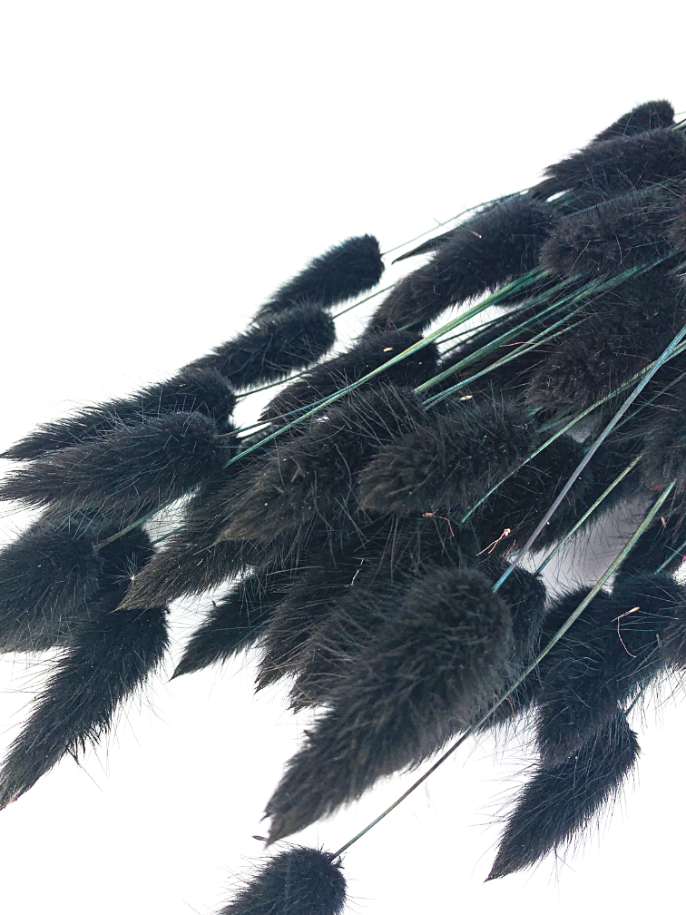 Lagurus Ovatus 'schwarz'
