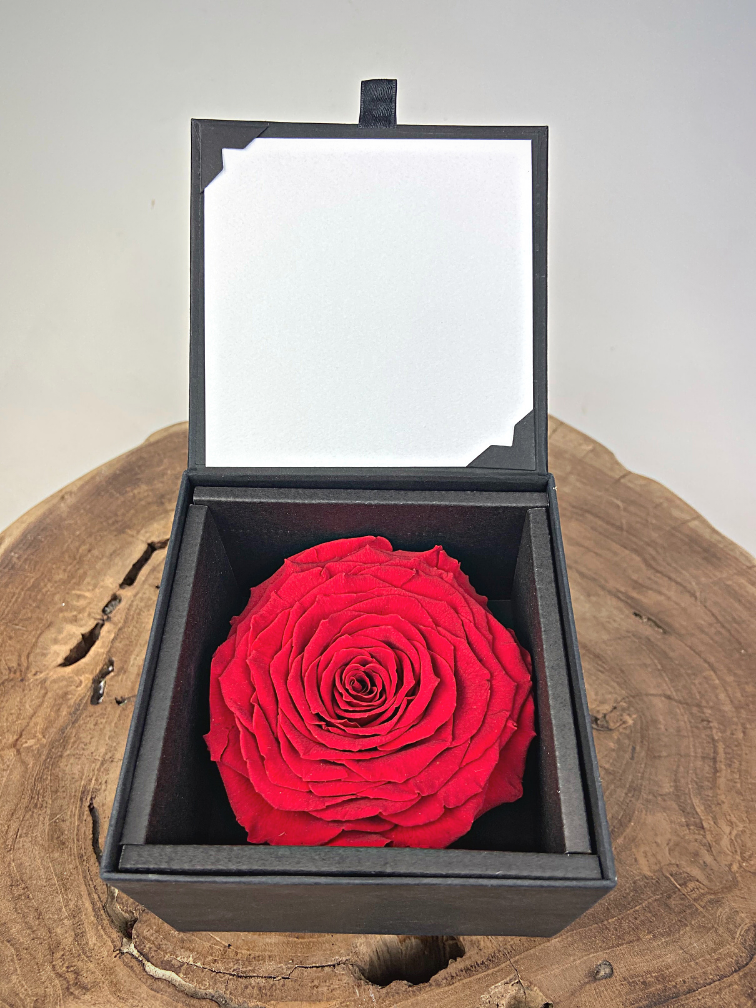 Rose 'rouge' de longue vie dans un coffret cadeau | LARGE