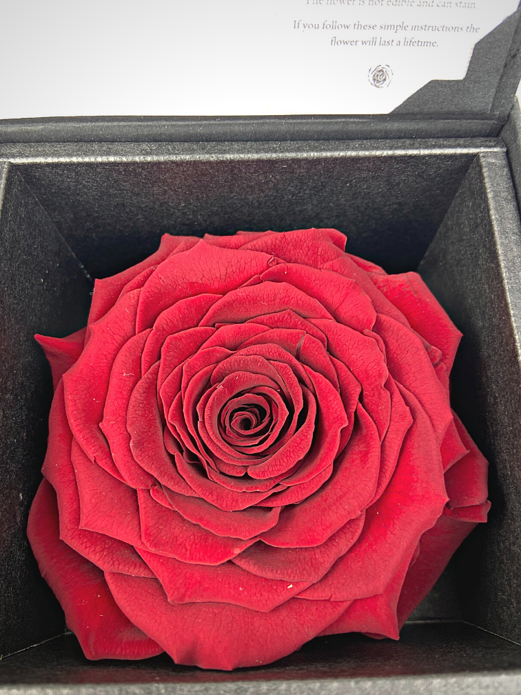 Rose 'rouge' de longue vie dans un coffret cadeau | LARGE