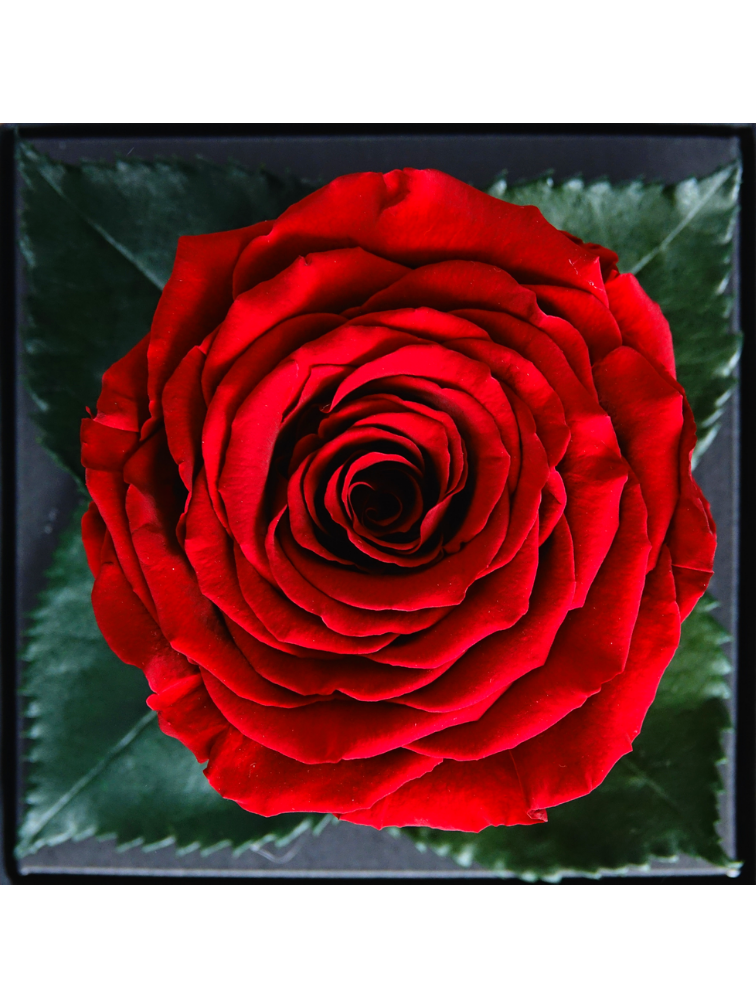 Rose 'rouge' de longue vie dans un coffret cadeau | LARGE