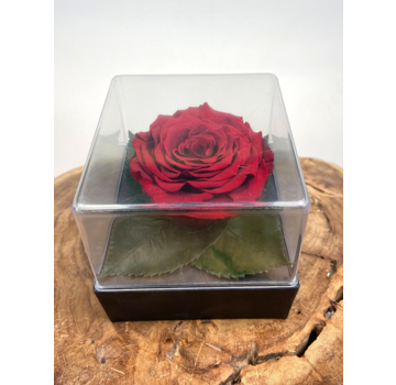 Rosa Longlife in confezione regalo trasparente