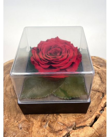 Longlife Rose in transparenter Geschenkbox